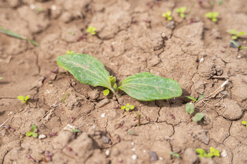 Zucchini plant growing in bio garden
