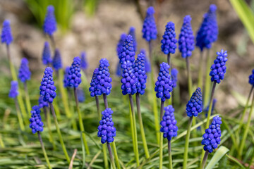 Fototapeta premium Grape Hyacinth Muscari Armeniacum Flowering In Early Spring.