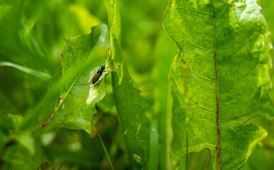 microchrysa small fly on green leaf in nature