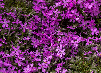  lilac aubrieta deltoidea flowers in the summer garden.