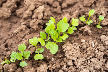 radish plant growing in garden