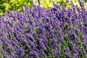 Fototapeta premium the blooming lavender flowers in Provence, near Sault, France
