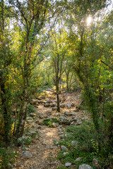 Fototapeta na wymiar Footpath among trees and ruins of the ancient city of Termessos without tourists near Antalya, Turkey
