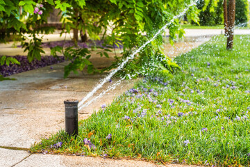 Automatic sprinklers for watering grass. the lawn is watered in summer. convenient for home. wisteria flower falls off