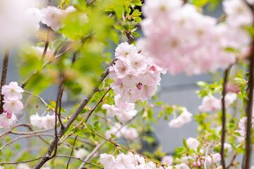 beautiful fresh, pink and white cherry blossoms covered in snow on dark brown branches in bloom in early spring on a cold day. Square image of flowers, no people, floral abstract pattern