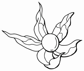 Physalis linear drawing. Line art. White background, isolate. Vector illustration.	