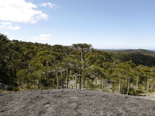 trees in the mountains
