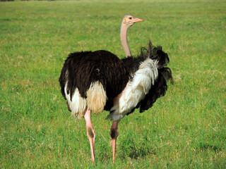 close up of  ostrich standing in the savannah of  ngorongoro crater, tanzania,  africa