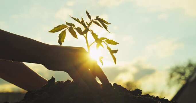 Child plants a young sprout in the soil at sunset. The concept of saving and greening the planet.  Cinematic close-up shots. Child hands planting a fresh green plant, sun on background.