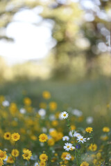 Field of wildflowers with small daisy