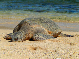      Sleeping green sea Turtle in the sand next to the water  on Poipu beach,  Kauai, hawaii     