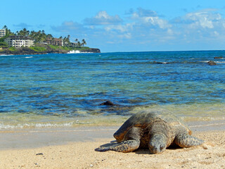    green sea turtle lying in the sand next to the waves on a sunny day in beautiful poipu beach, kauai, hawaii            