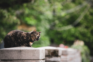 European shorthair stray cat on a cloudy summer day.