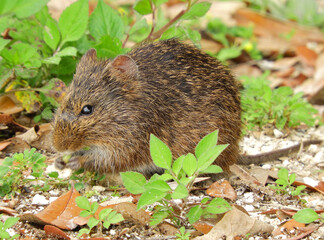   a cute cotton rat foraging in the woods   near st. mark's lighthouse in st. mark's national wildlife refuge in wakulla county, in northern florida   