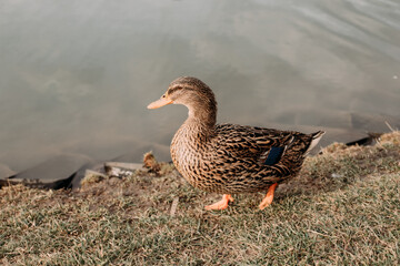 Duck swims in a pond with calm water reflecting the sky