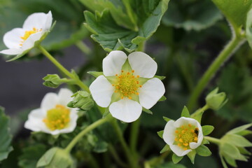  beautiful strawberry bushes that bloom with white flowers