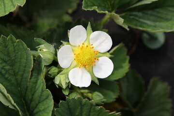  beautiful strawberry bushes that bloom with white flowers