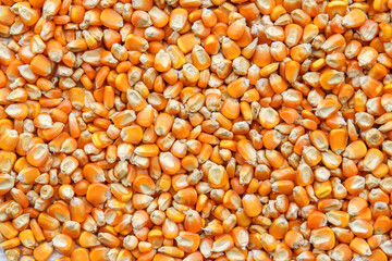 close up of yellow corn seeds can be use as background