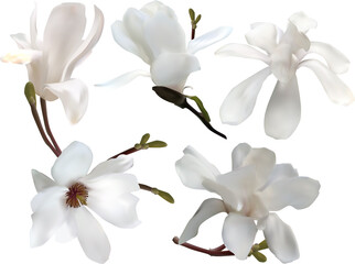 isolated magnolia five white blooms