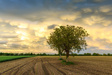 Fototapeta na wymiar Mammatus clouds over cultivated fields in the French countryside.