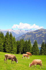 Fototapeta na wymiar Four cows grazing in a mountain meadow in Alps mountains, Tirol, Austria