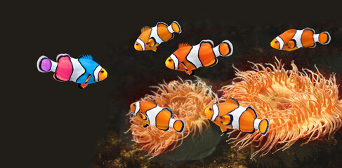 Flock of standard clownfish and one colorful fish