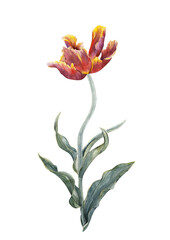 Watercolor tulips. Watercolor illustration on white background