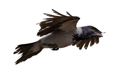 flying dark grey crow with large black wings