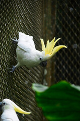 オウムです