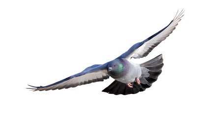 isolated rock dove flight
