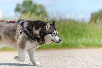 Dog on a leash during a walk