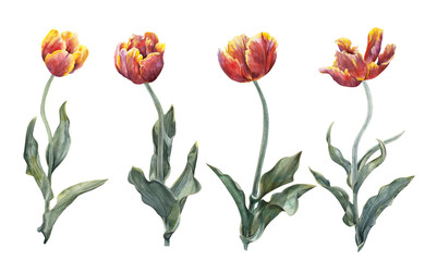Watercolor tulips. Watercolor illustration on white background