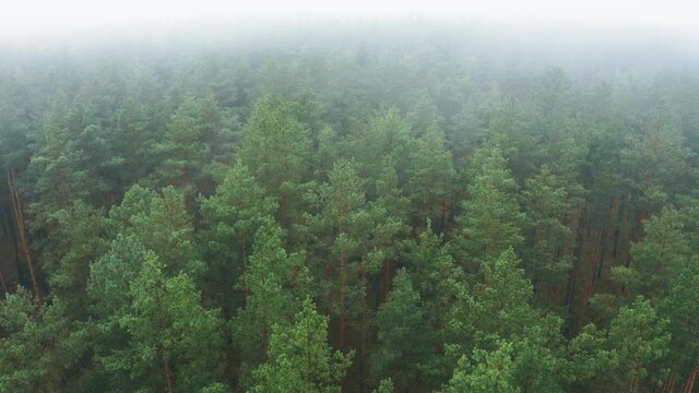 Aerial View 4K Flight Above Amazing Misty Forest Landscape. Scenic View Of Autumn Foggy Morning In Misty Forest Park Woods. Nature Elevated View