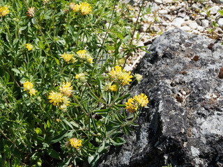 Anthylllis vulneraria | Anthyllide vulnéraire | Thé des Alpes | Trèfle des sables. Plante...