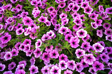 Obraz premium Bright pink petunia flowers for a background