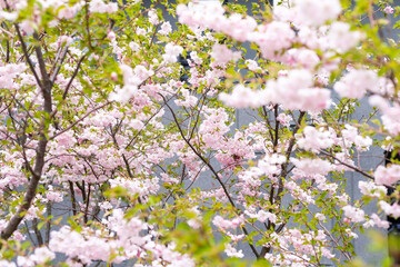 Blurred background. A blooming spring tree. tree is in bloom. Spring