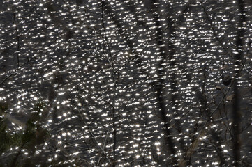 Bokeh. Glare on the water. Through the branches of the bushes on the river bank. Black and white image.