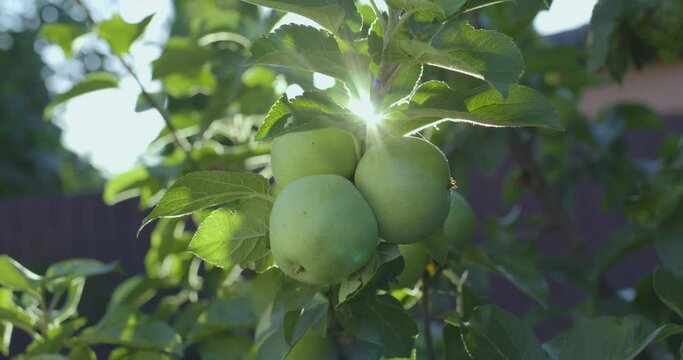 Green ripe apples on an apple tree in the warm sunny summer light.