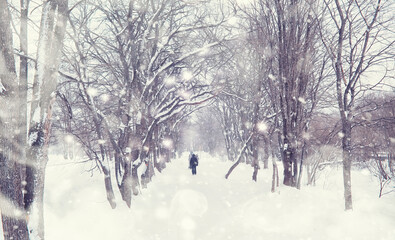 Winter forest landscape. Tall trees under snow cover. January frosty day in the park.