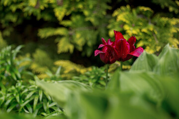 Two blossoming burgundy-purple tulips on a blurred vegetative background. Perennial flowers in the garden. Raindrops on the petals. Flowers among juicy young park greenery.