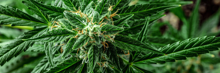 Marijuana plant panorama. Grown cannabis plant with plenty of trichomes