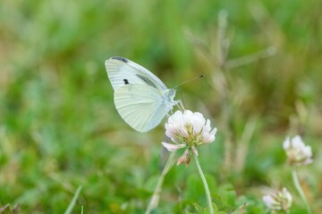 シロツメグサの蜜を吸うモンシロチョウ