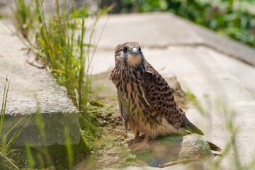 巣立ち直後の少し不安げな表情のチョウゲンボウ幼鳥