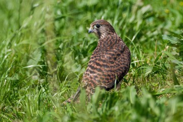 巣立ち直後に草むらの中でくつろぐチョウゲンボウ幼鳥