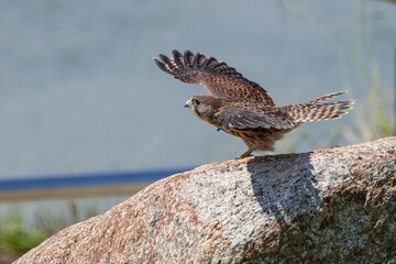 羽ばたきの練習をする巣立ち直後のチョウゲンボウの幼鳥