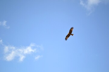 a soaring vulture in the sky