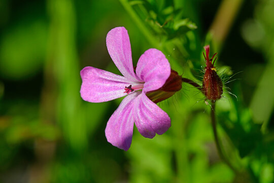 Stinkender Storchschnabel, Ruprechtskraut // Herb-rober (Geranium robertianum)