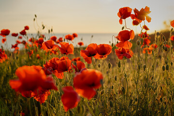 Poppies field sunset. Bright scarlet flowers in the orange sunset light. Warm atmospheric summer landscape. Natural background for design, wallpaper, paintings. Wild wildflowers in the setting sun