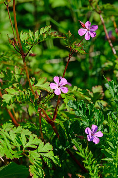 Herb-rober // Stinkender Storchschnabel, Ruprechtskraut (Geranium robertianum)