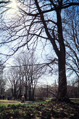 Bright spring greens at dawn in the forest. Nature comes to life in early spring.